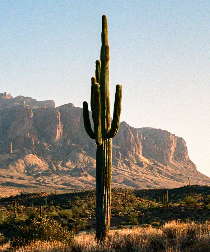 Single Saguaro by Cam Mackey