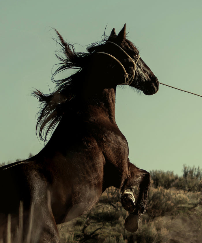 The Cowboy Collection #29 by Ben Christensen