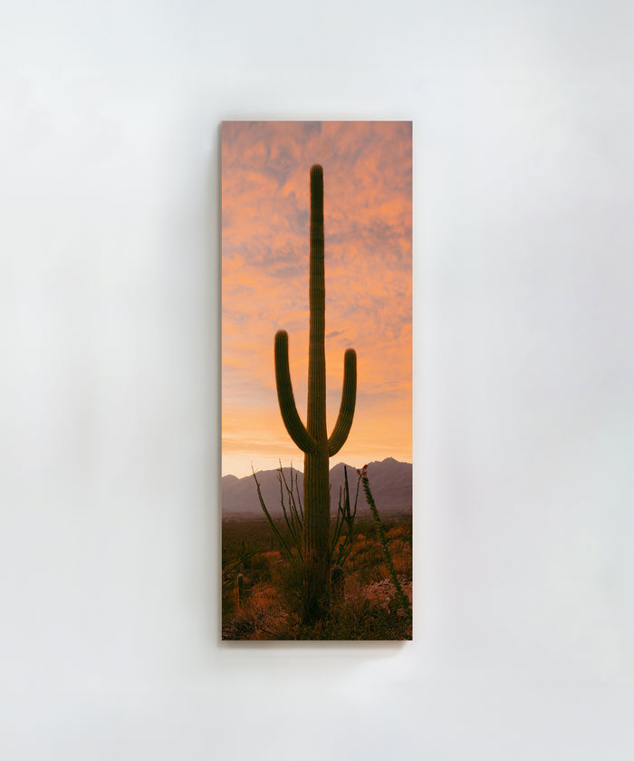 Towering Saguaro #2 by Alex Noble